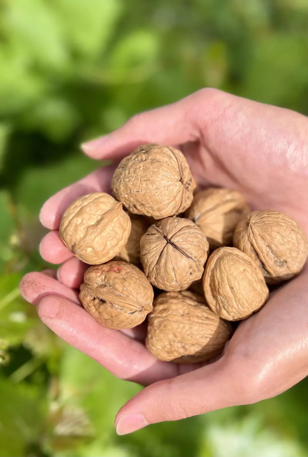 Premium Whole Walnuts in their Shell (Raw Nuts) 1 kg